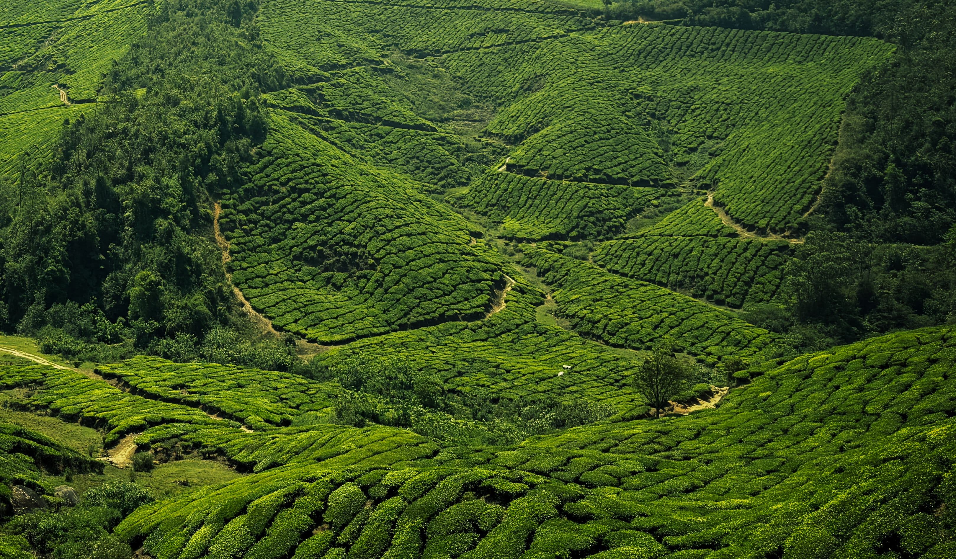Coorg Coffee Trails