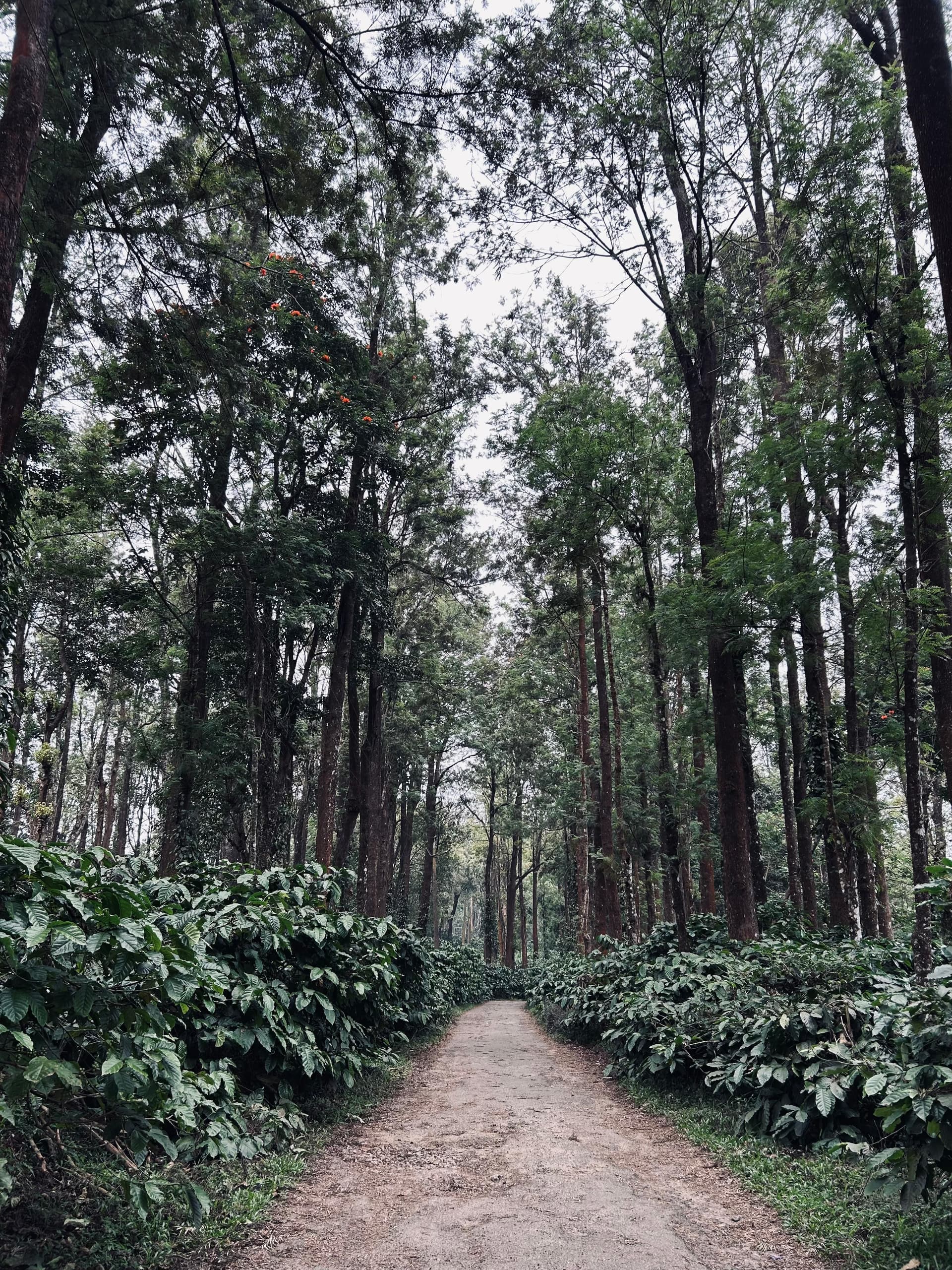 Coorg Coffee Trails