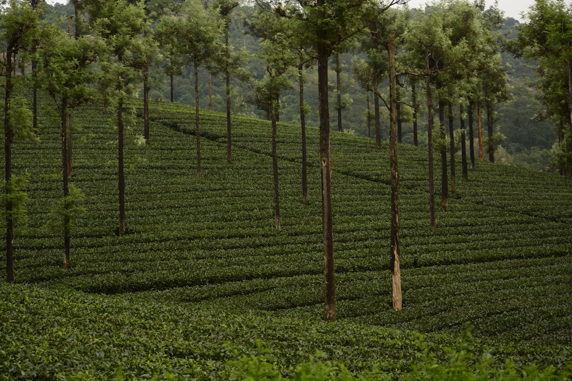 Coorg Coffee Trails