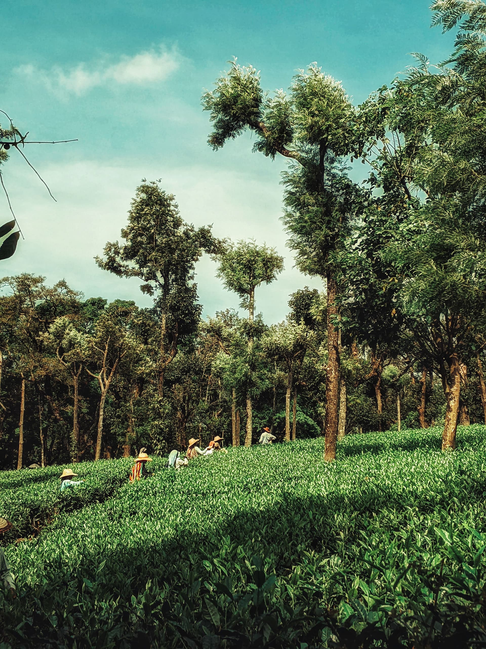 Coorg Coffee Trails