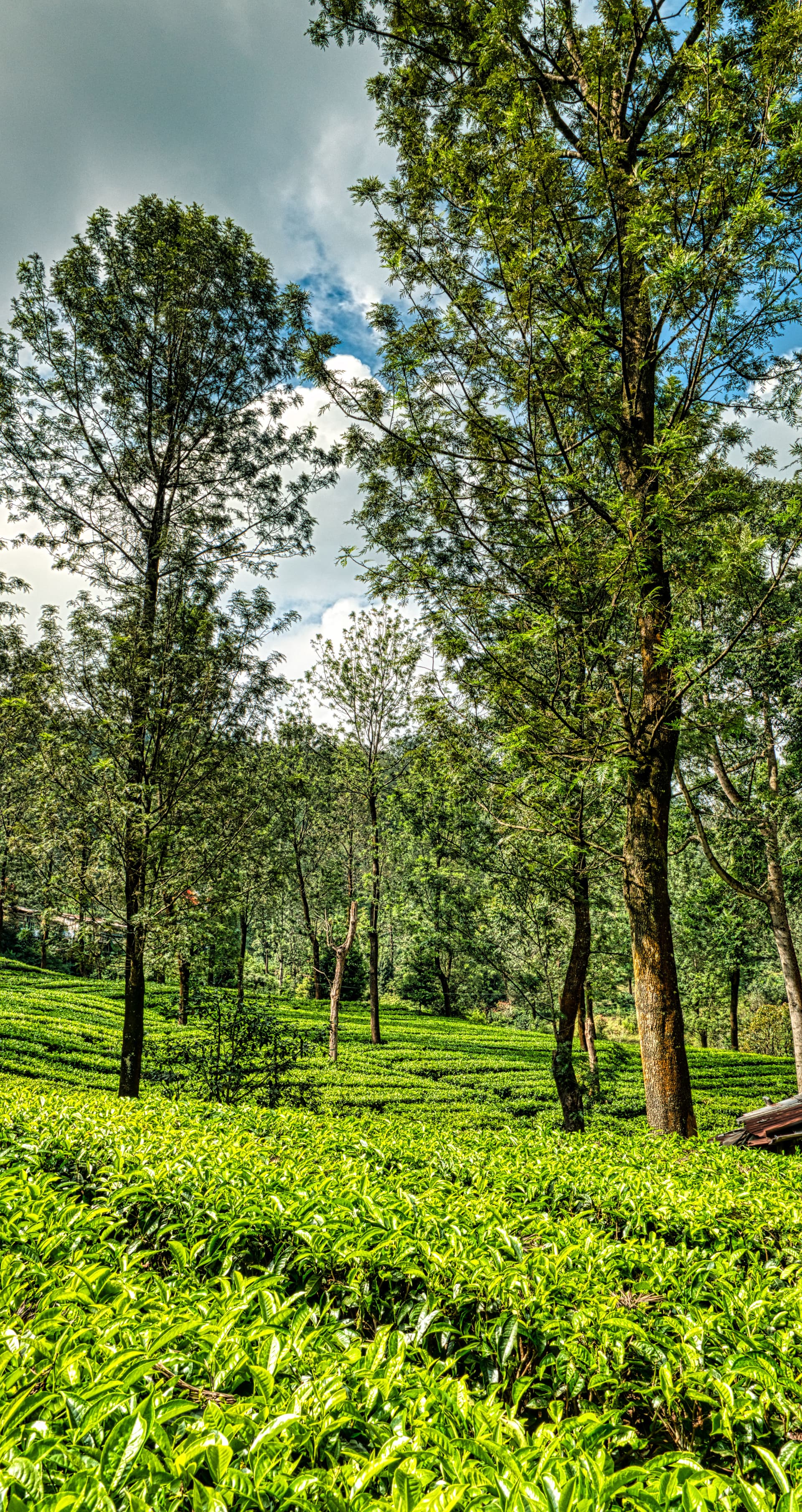 Coorg Coffee Trails